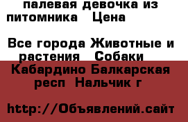 палевая девочка из питомника › Цена ­ 40 000 - Все города Животные и растения » Собаки   . Кабардино-Балкарская респ.,Нальчик г.